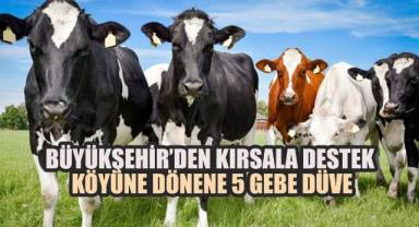 Denizli Büyükşehir Belediyesi’nden Kırsala Destek: Köyüne Dönene 5 Gebe Düve