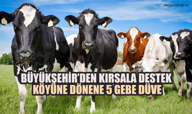 Denizli Büyükşehir Belediyesi’nden Kırsala Destek: Köyüne Dönene 5 Gebe Düve