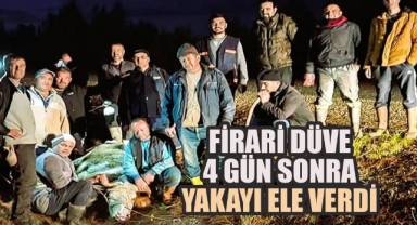 Firari Düve 4 Günlük Kaçma macerasının Ardından Yakayı Ele Verdi