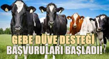 Gebe düve desteği başvuruları başladı!