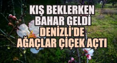 Kış Beklerken Bahar Geldi: Denizli'de Ağaçlar Çiçek Açtı