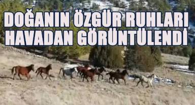 Acıpayam'ın Bademli Yaylalarında Yılkı Atları Görüntülendi