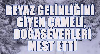 Beyaz Gelinliğini Giyen Çameli, Doğaseverleri Mest Etti