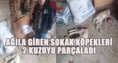 Pazara giden çobanın ağılına giren sokak köpekleri 2 kuzuyu parçaladı