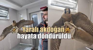 Yaralı akdoğan hayata döndürüldü