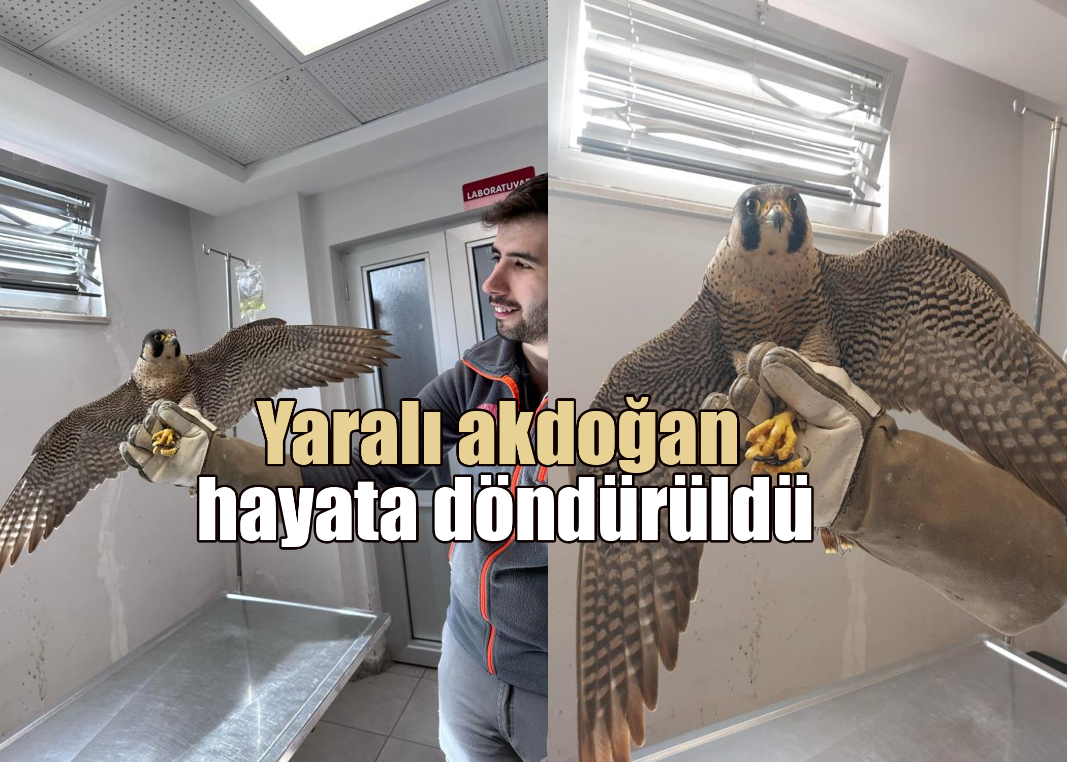 Yaralı akdoğan hayata döndürüldü