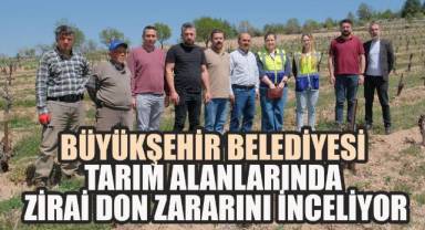 Büyükşehir Belediyesi tarım alanlarında don zararını inceliyor