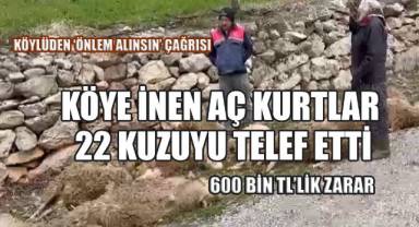 Denizli'de kurbanlık kuzu katliamı: Kurtlar 22 kuzuyu parçaladı