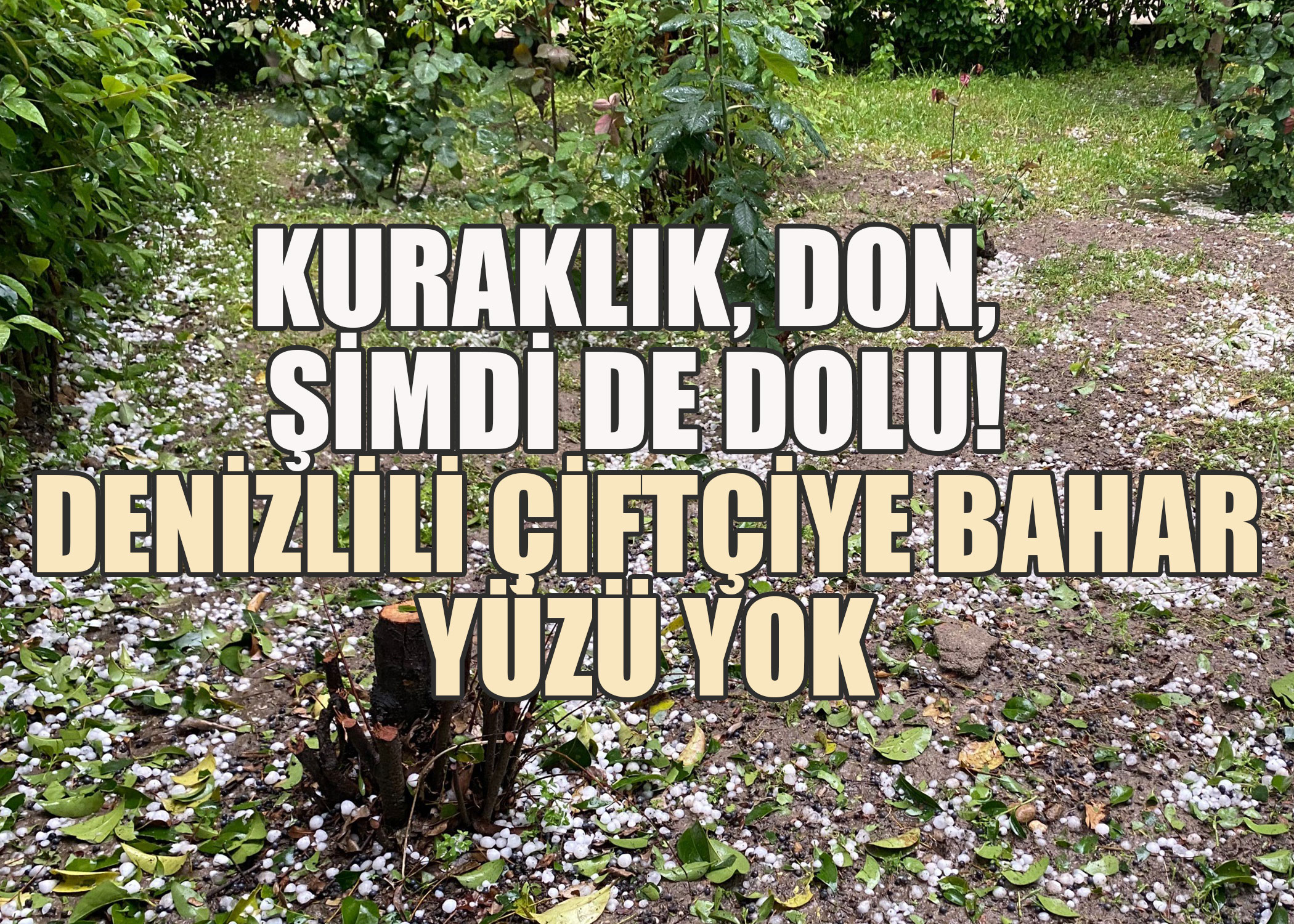 Kuraklık, don, şimdi de dolu! Denizlili üretici çaresiz