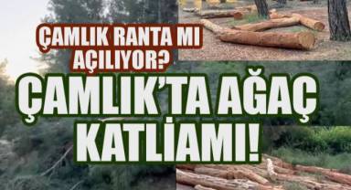 Çamlık'ta Ağaç Katliamı! Doğa Göz Göre Göre Yok Ediliyor!