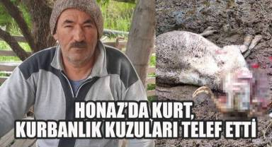 Honaz'da Kurt, kurbanlık kuzuları telef etti