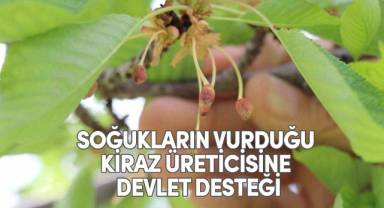 Soğukların vurduğu kiraz üreticisine devlet desteği