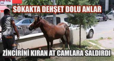 Camda Kendi Yansımasını Görünce Delirdi: Zinciri Koparan At Sokakları Karıştırdı