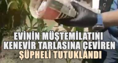 Evinin Müştemilatını Kenevir Tarlasına Çeviren Şüpheli Tutuklandı