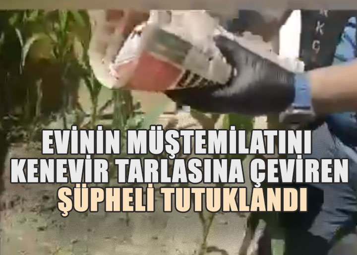 Evinin Müştemilatını Kenevir Tarlasına Çeviren Şüpheli Tutuklandı