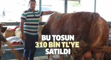 Kurban pazarının en büyüğü tosun 310 bin TL’ye satıldı