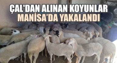 Çal'dan Alınan 25 Hayvan Manisa'da Ele Geçirildi