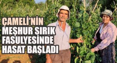 Çameli’nin Meşhur Sırık Fasulyesinde Hasat Başladı
