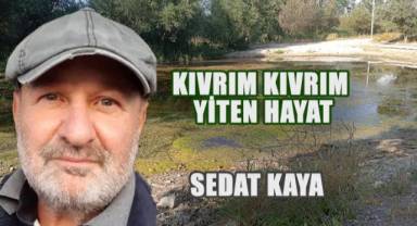 KIVRIM KIVRIM YİTEN HAYAT