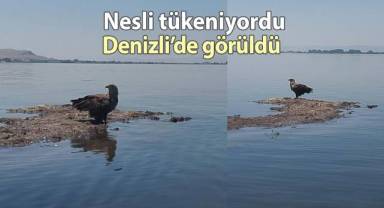 Nesli tehlike altındaki Ak Kuyruklu Kartal, Denizli’de görüldü