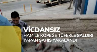 Hayvan dostu Çal Belediyesi yaralı köpeği sahiplendi