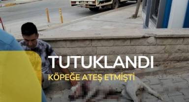 Hamile köpeği tüfekle vuran cani tutuklandı