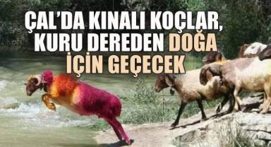 KINALI KOÇLAR, KURU DEREDEN DOĞA İÇİN GEÇECEK