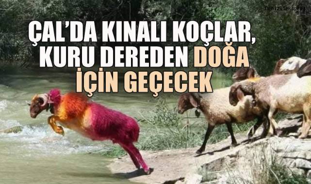 KINALI KOÇLAR, KURU DEREDEN DOĞA İÇİN GEÇECEK