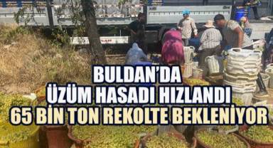 Turfanda Sultaniye’nin Başkenti Buldan, İhracata Hazır