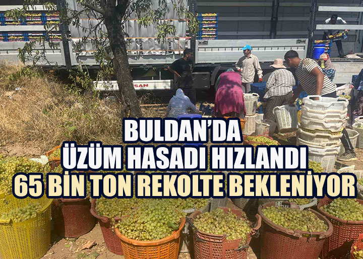 Turfanda Sultaniye’nin Başkenti Buldan, İhracata Hazır