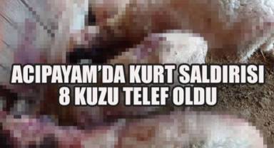 Acıpayam'da Kurt Saldırısı: 8 Kuzu Telef Oldu