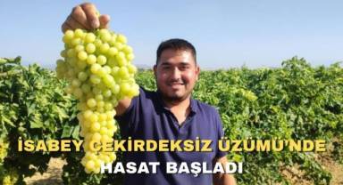 Coğrafi işaretli İsabey çekirdeksiz üzümünde hasat başladı