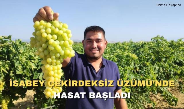 Coğrafi işaretli İsabey çekirdeksiz üzümünde hasat başladı