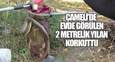 Çameli'de Evde Görülen 2 Metrelik Yılan Korkuttu