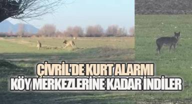 Çivril'de kurt alarmı: Köy merkezlerine kadar indiler