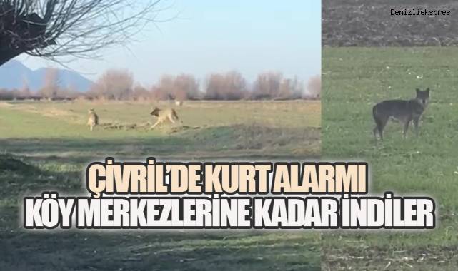 Çivril'de kurt alarmı: Köy merkezlerine kadar indiler