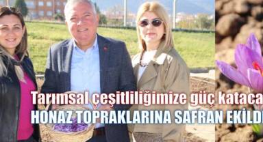 Safran soğanları topraktan filizlenerek yüzünü güneşe gösterdi