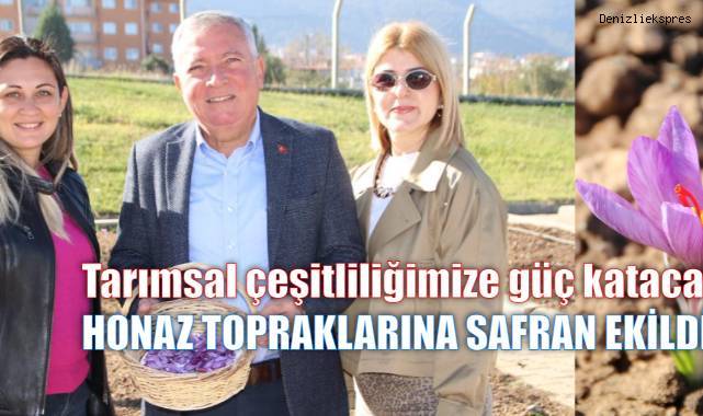 Safran soğanları topraktan filizlenerek yüzünü güneşe gösterdi