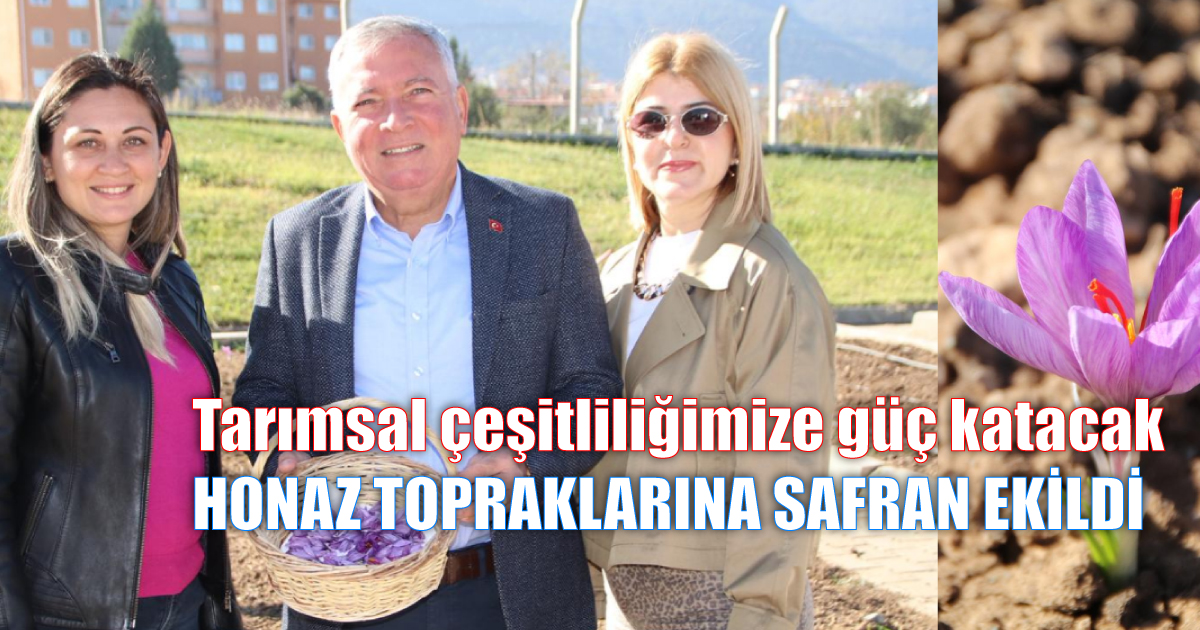 Safran soğanları topraktan filizlenerek yüzünü güneşe gösterdi