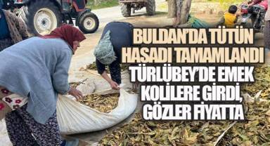 Buldan'da Tütün Hasadı Tamamlandı: Türlübey'de Emek Kolilere Girdi, Gözler Fiyatta
