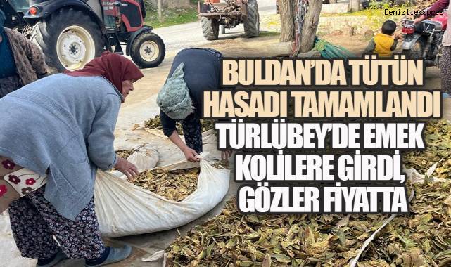 Buldan'da Tütün Hasadı Tamamlandı: Türlübey'de Emek Kolilere Girdi, Gözler Fiyatta