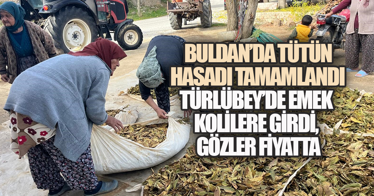 Buldan'da Tütün Hasadı Tamamlandı: Türlübey'de Emek Kolilere Girdi, Gözler Fiyatta