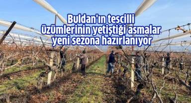 Buldan'ın tescilli üzümlerinin yetiştiği asmalar yeni sezona hazırlanıyor
