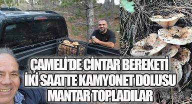Çameli’de Cintar Bereketi: İki Saatte Kamyonet Dolu Mantar Topladılar