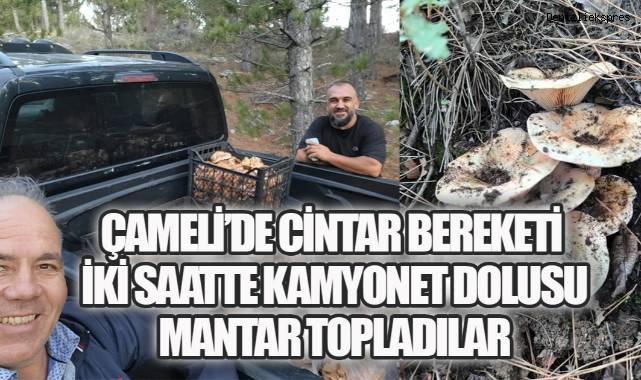 Çameli’de Cintar Bereketi: İki Saatte Kamyonet Dolu Mantar Topladılar