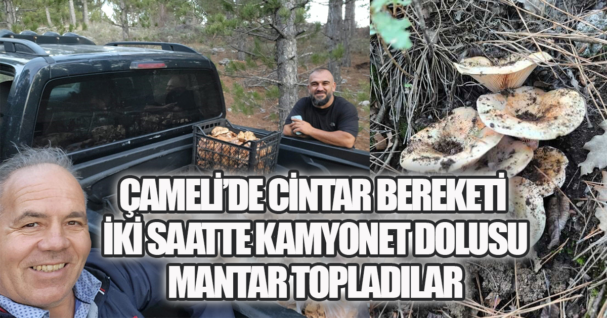Çameli’de Cintar Bereketi: İki Saatte Kamyonet Dolu Mantar Topladılar