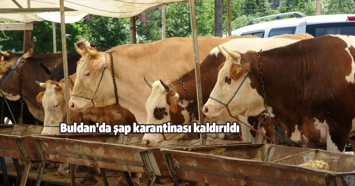 Buldan'da şap karantinası kaldırıldı