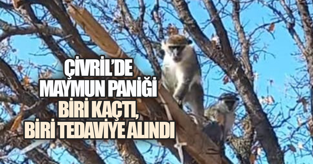 Çivril'in Kırsalında Maymun Paniği; Biri Kaçtı, Diğeri Tedavi Altına Alındı