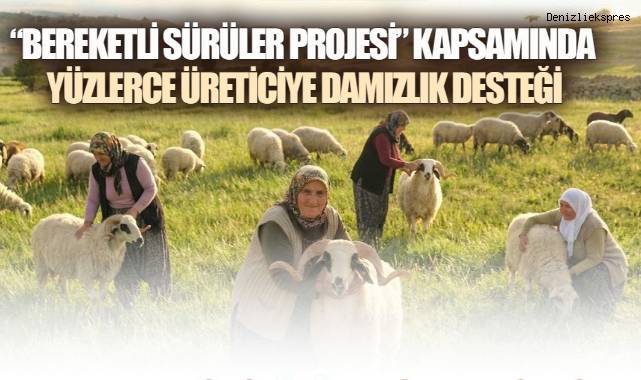 Denizli Büyükşehir, 582 üreticiye 1200 adet koyun-koç dağıtacak
