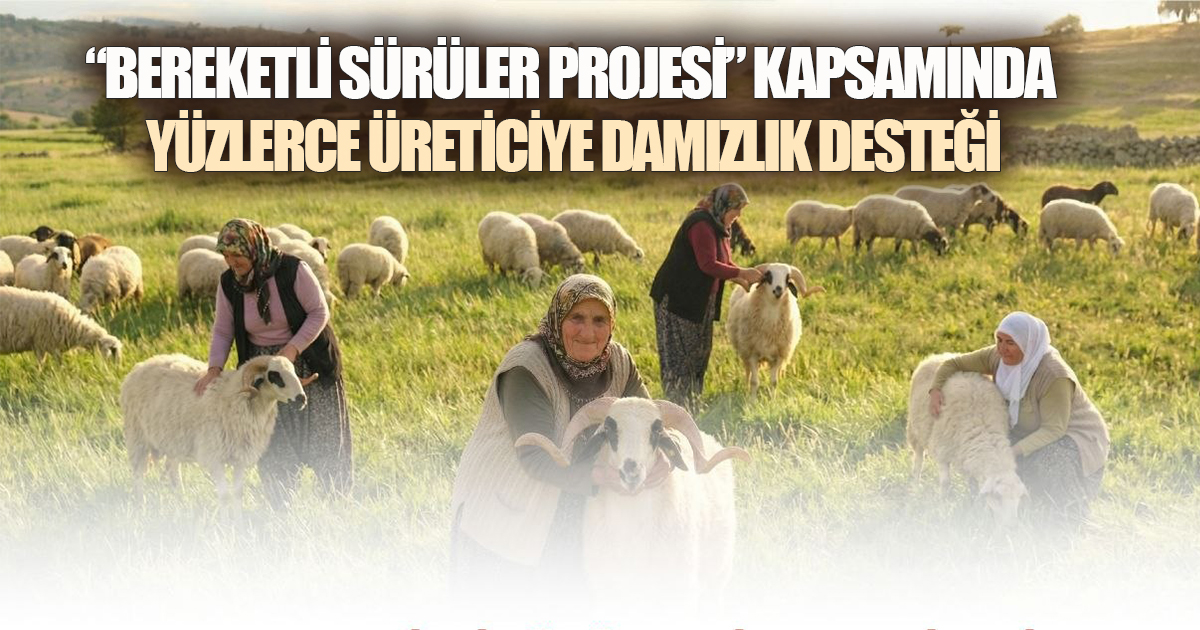 Denizli Büyükşehir, 582 üreticiye 1200 adet koyun-koç dağıtacak 